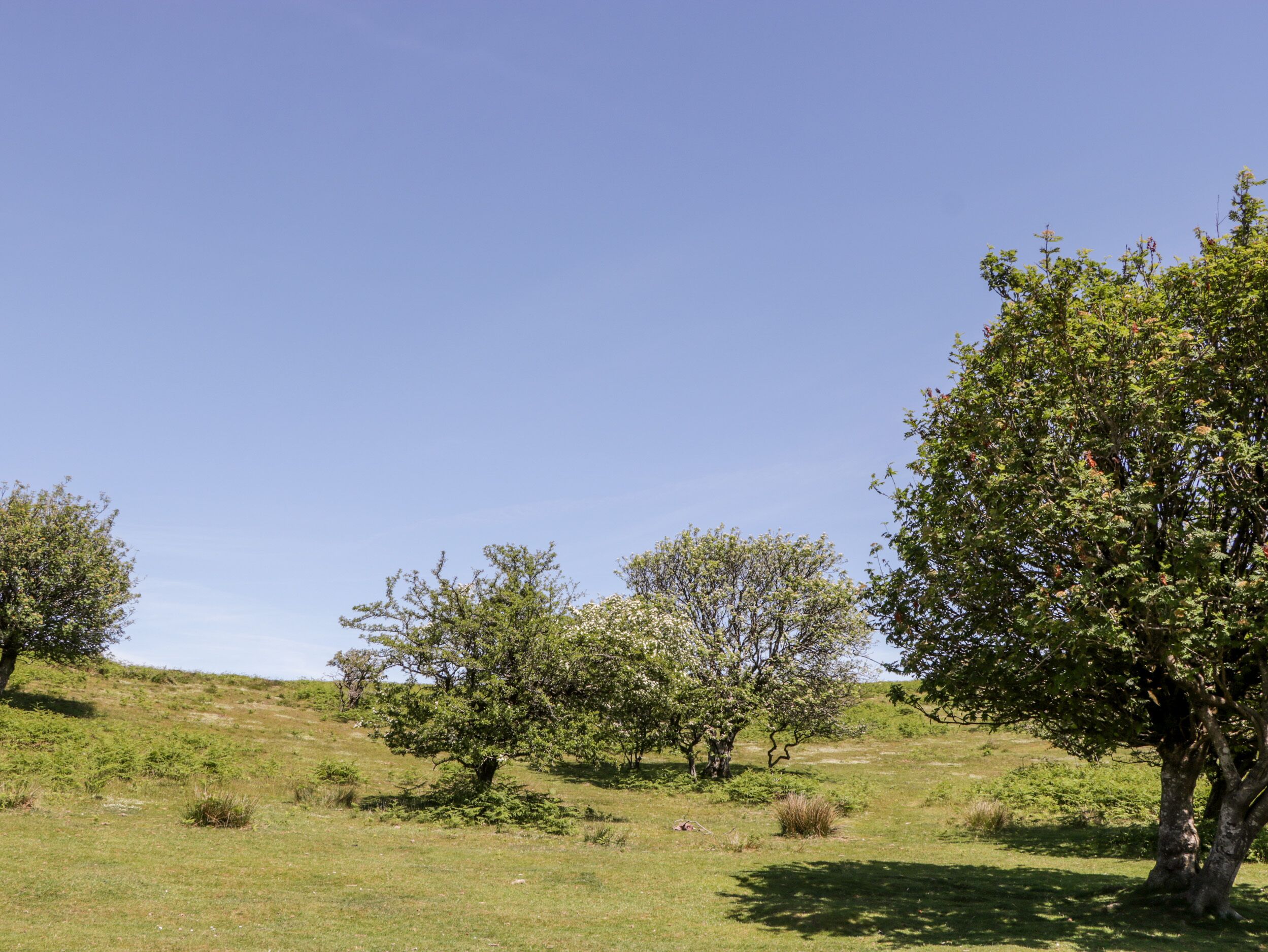 A grassy field with several trees and a clear blue sky.