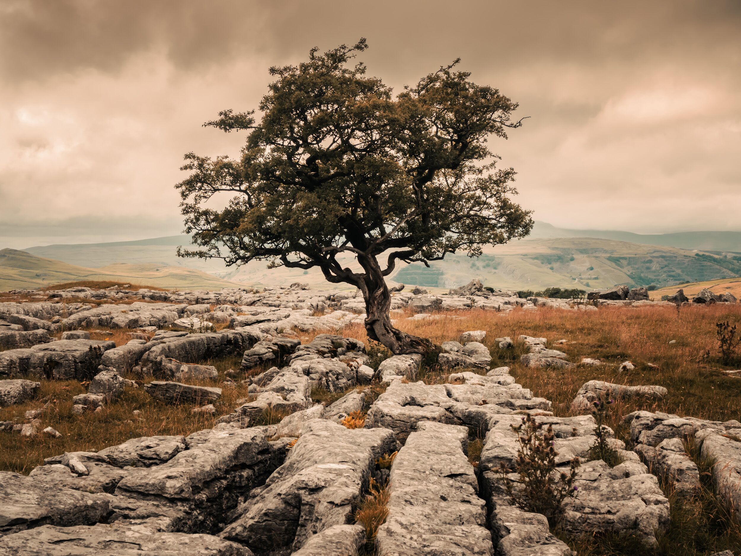 Eine Landschaft mit einem markanten Baum in der Mitte, umgeben von felsigem Gelände und weit entfernten Hügeln.