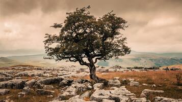 Eine Landschaft mit einem markanten Baum in der Mitte, umgeben von felsigem Gelände und weit entfernten Hügeln.