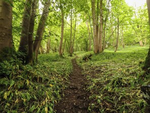 A forest path surrounded by trees and greenery.