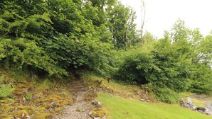 A gravel path leading through a forested area with dense green foliage and a grassy area on the right. - Durham Bridge Barn (Kendal)