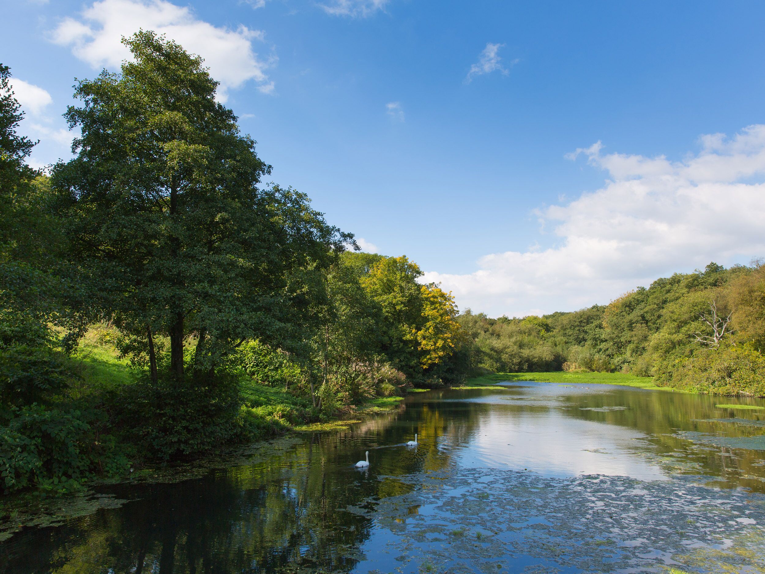 A serene river with a swan, surrounded by lush greenery and trees under a clear blue sky.