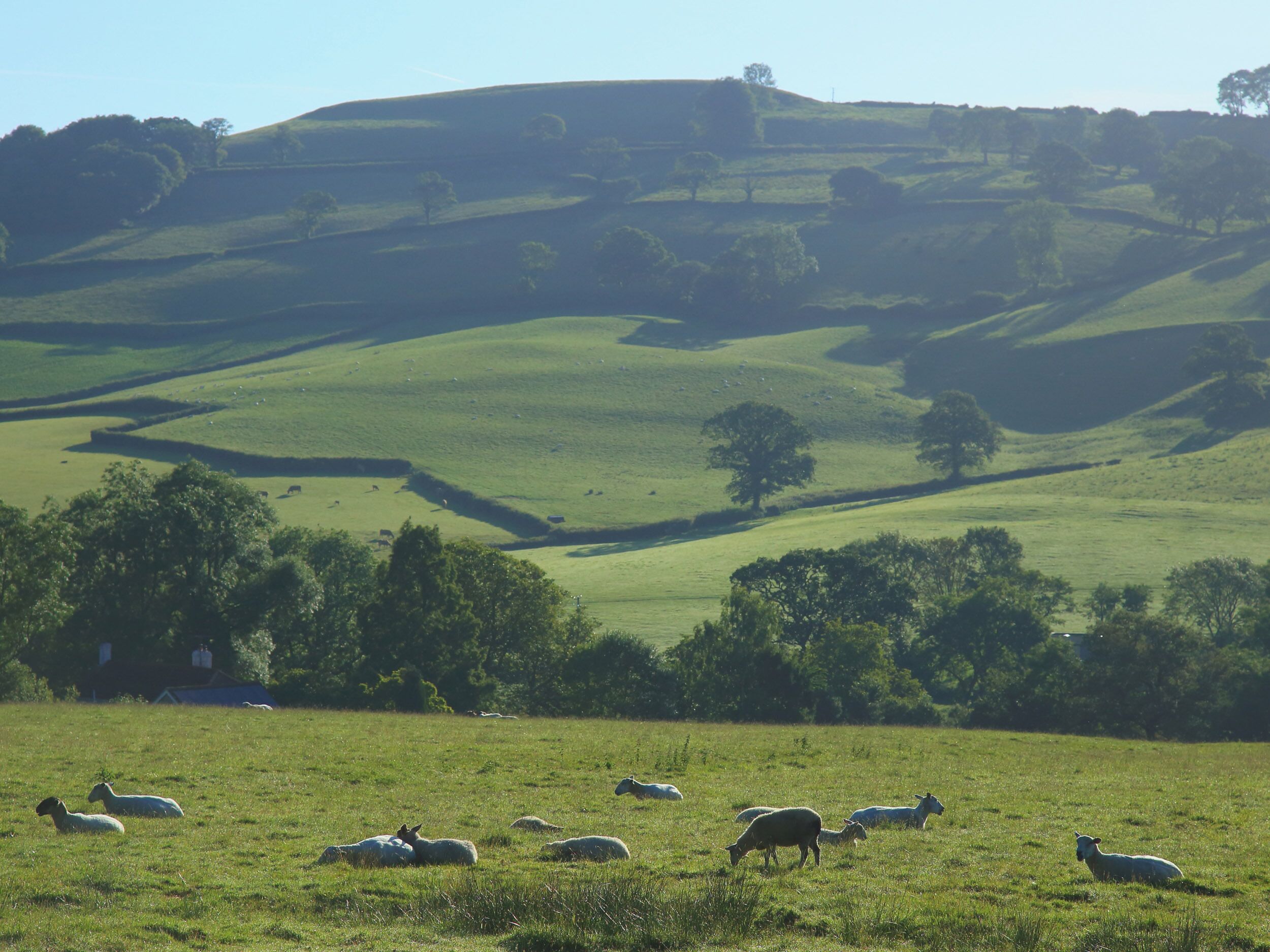 A rural landscape with rolling hills and a field of sheep.