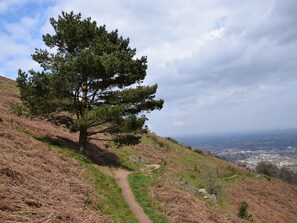 A single pine tree on a grassy hill with a clear path leading to a town in the distance.