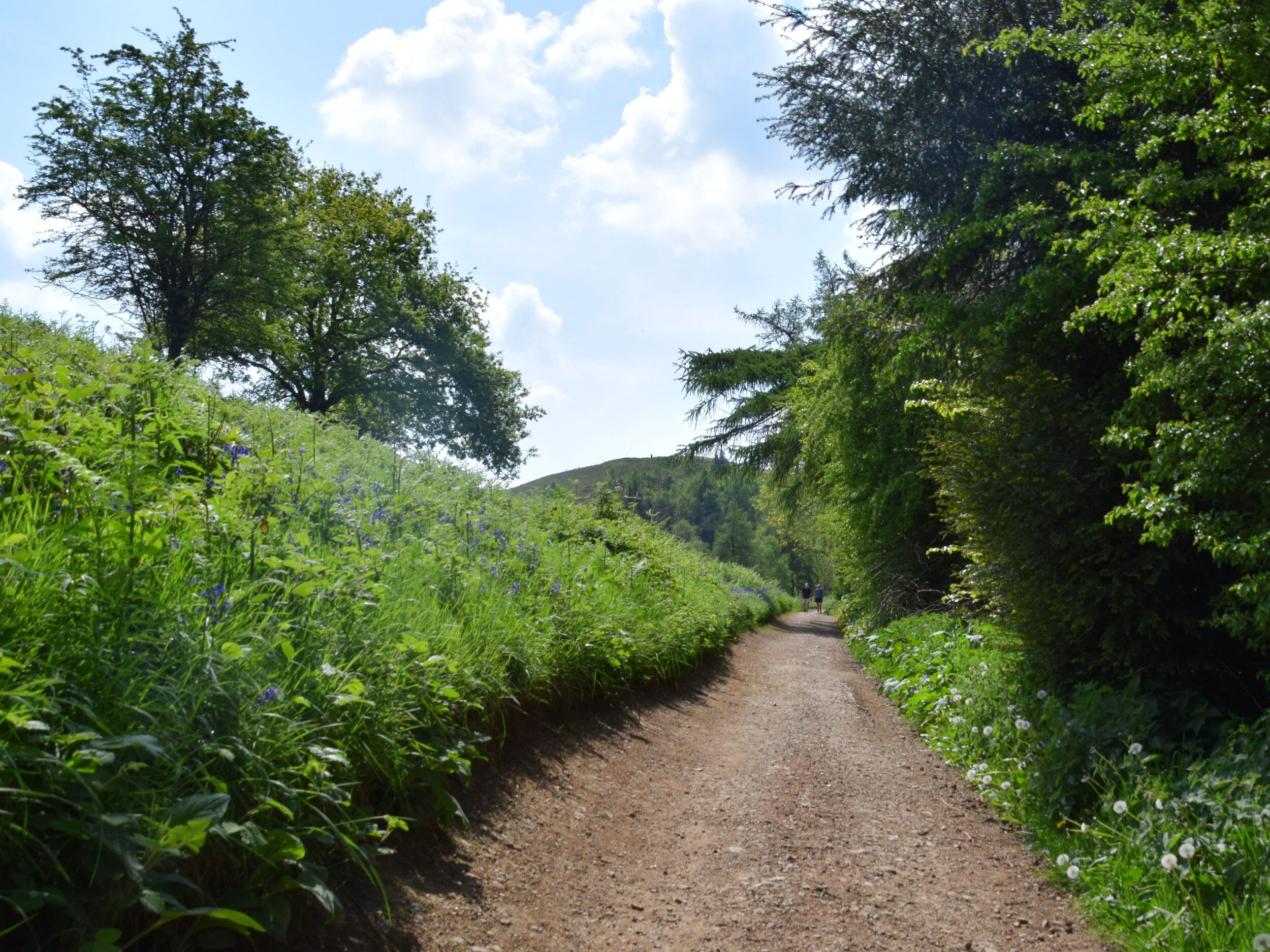 A dirt path flanked by lush greenery and trees, leading towards a hill.