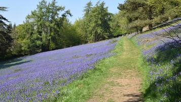 Un sendero que atraviesa un campo de flores moradas, con árboles a ambos lados.