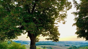 Un área de comedor al aire libre con una mesa preparada para cuatro personas, rodeada de sillas, bajo un árbol grande con una vista panorámica de fondo.