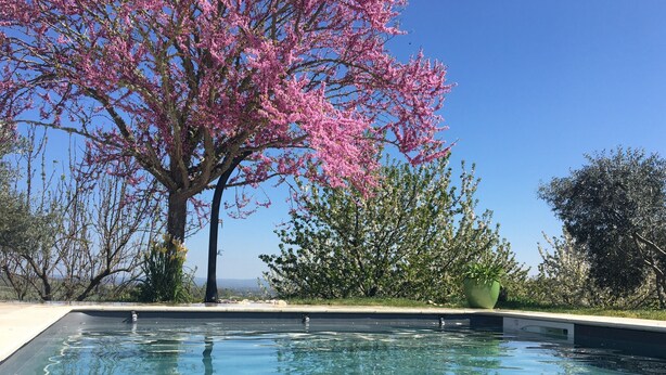 Una piscina con agua cristalina, rodeada de árboles, incluyendo uno con flores rosadas.