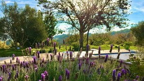 Un jardín con plantas de lavanda y un árbol al fondo.