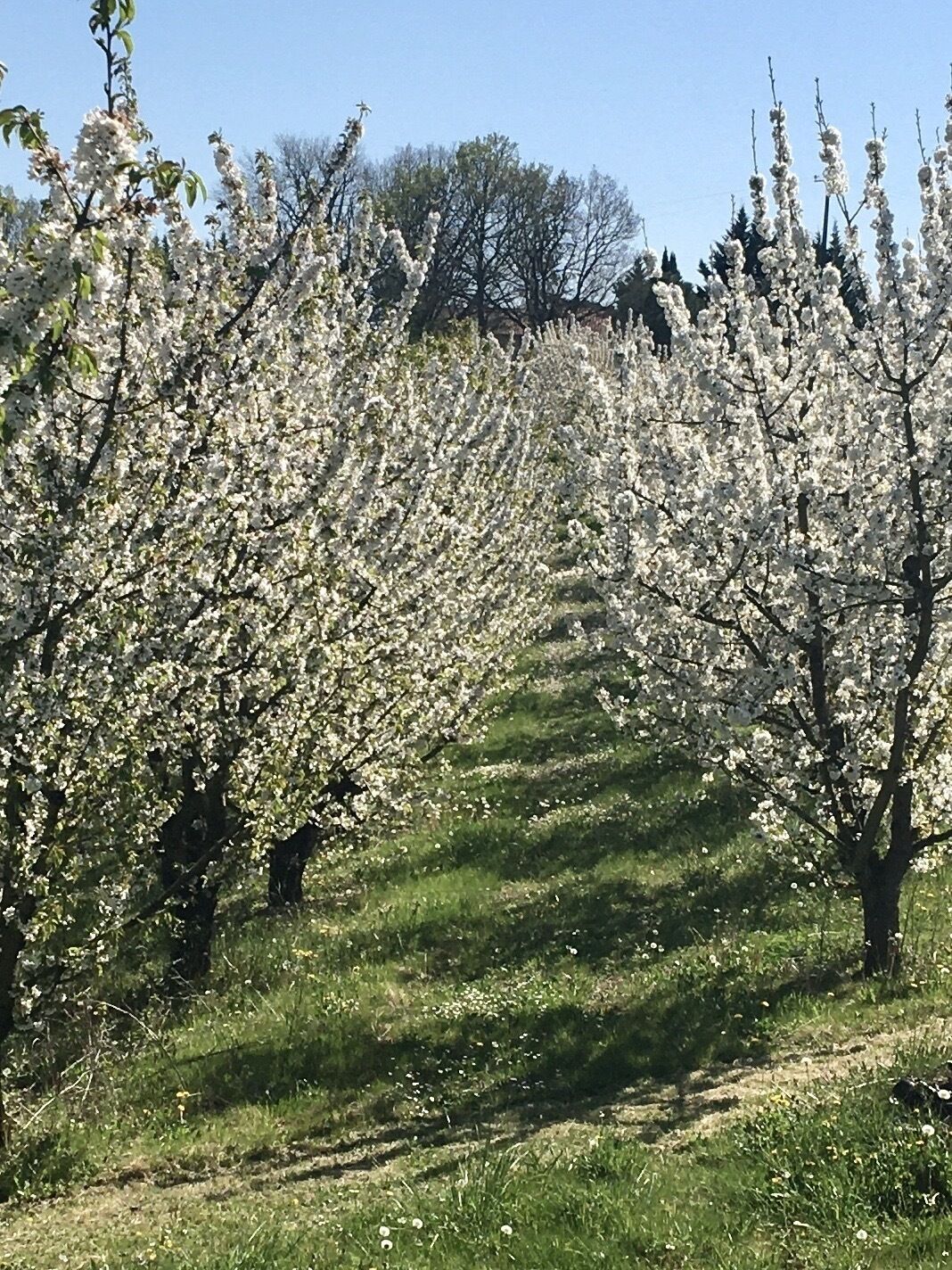 Eine Reihe von Bäumen mit weißen Blüten, ein grasbewachsener Weg und ein klarer, blauer Himmel.