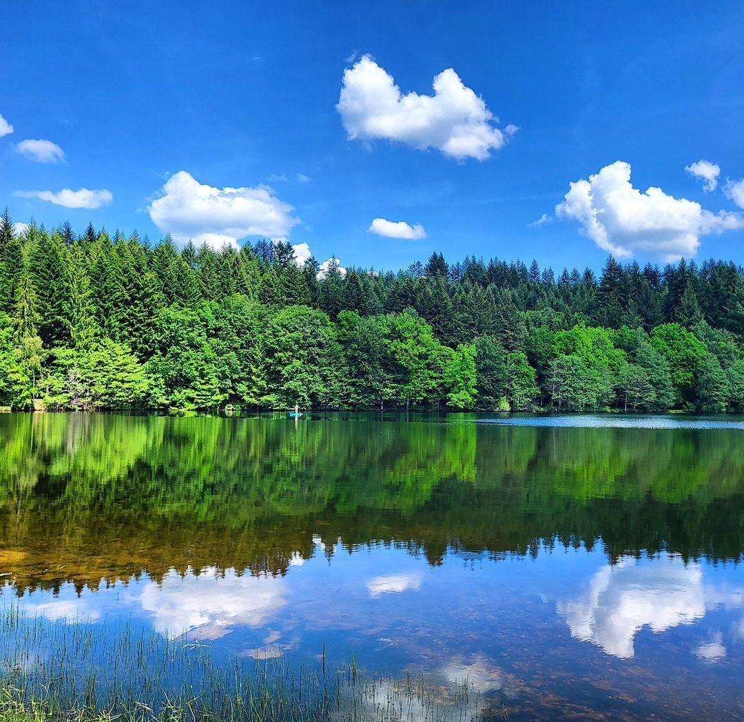 Ein ruhiger See, umgeben von dichtem grünen Wald unter blauem Himmel.