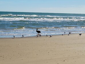 Beach nearby, sun loungers, beach towels