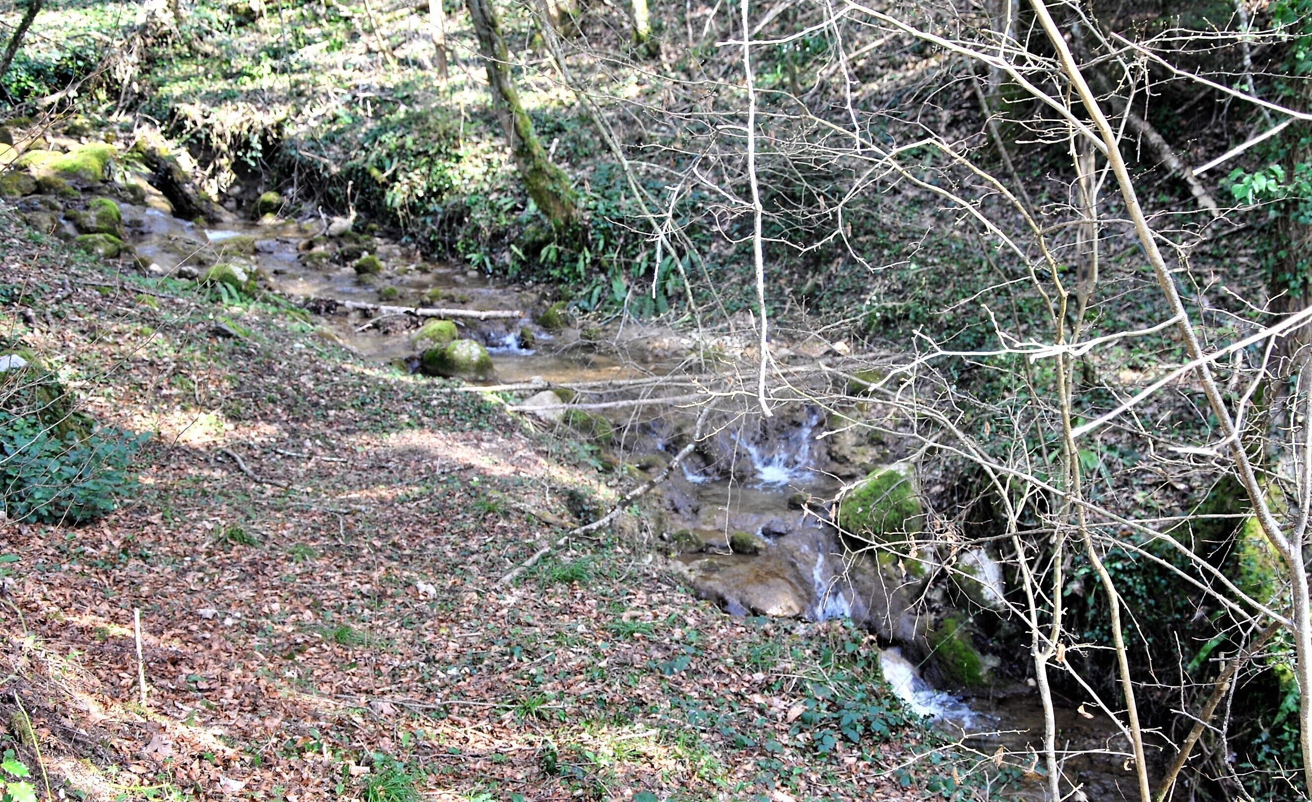 A forested area with a small stream flowing through it.