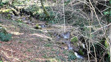 A forested area with a small stream flowing through it.