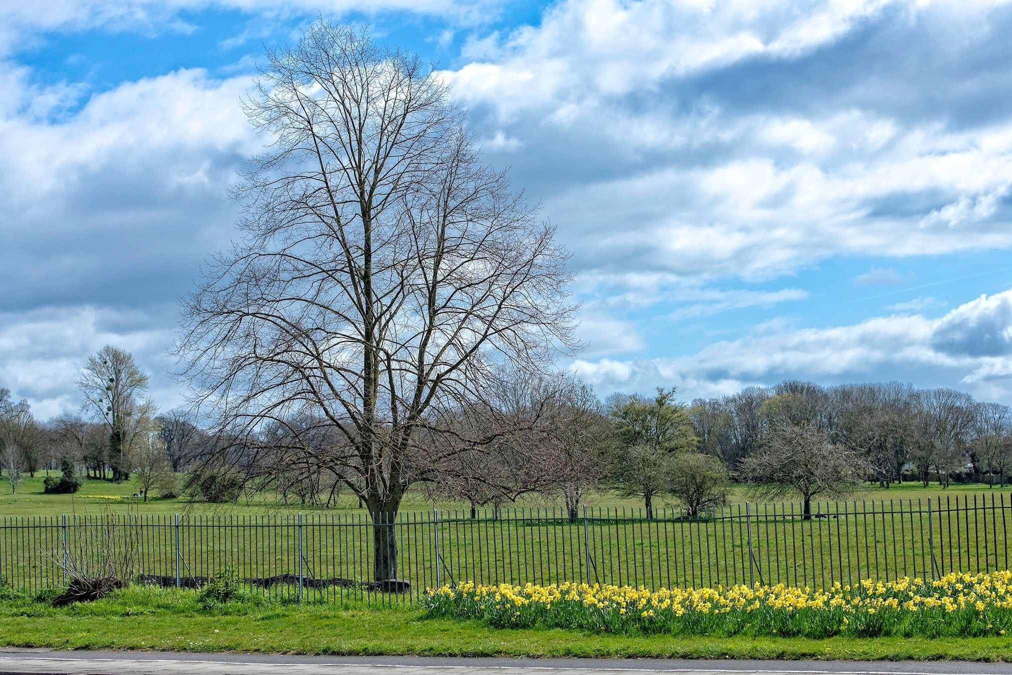 Un parque con un árbol grande, una valla y flores amarillas.