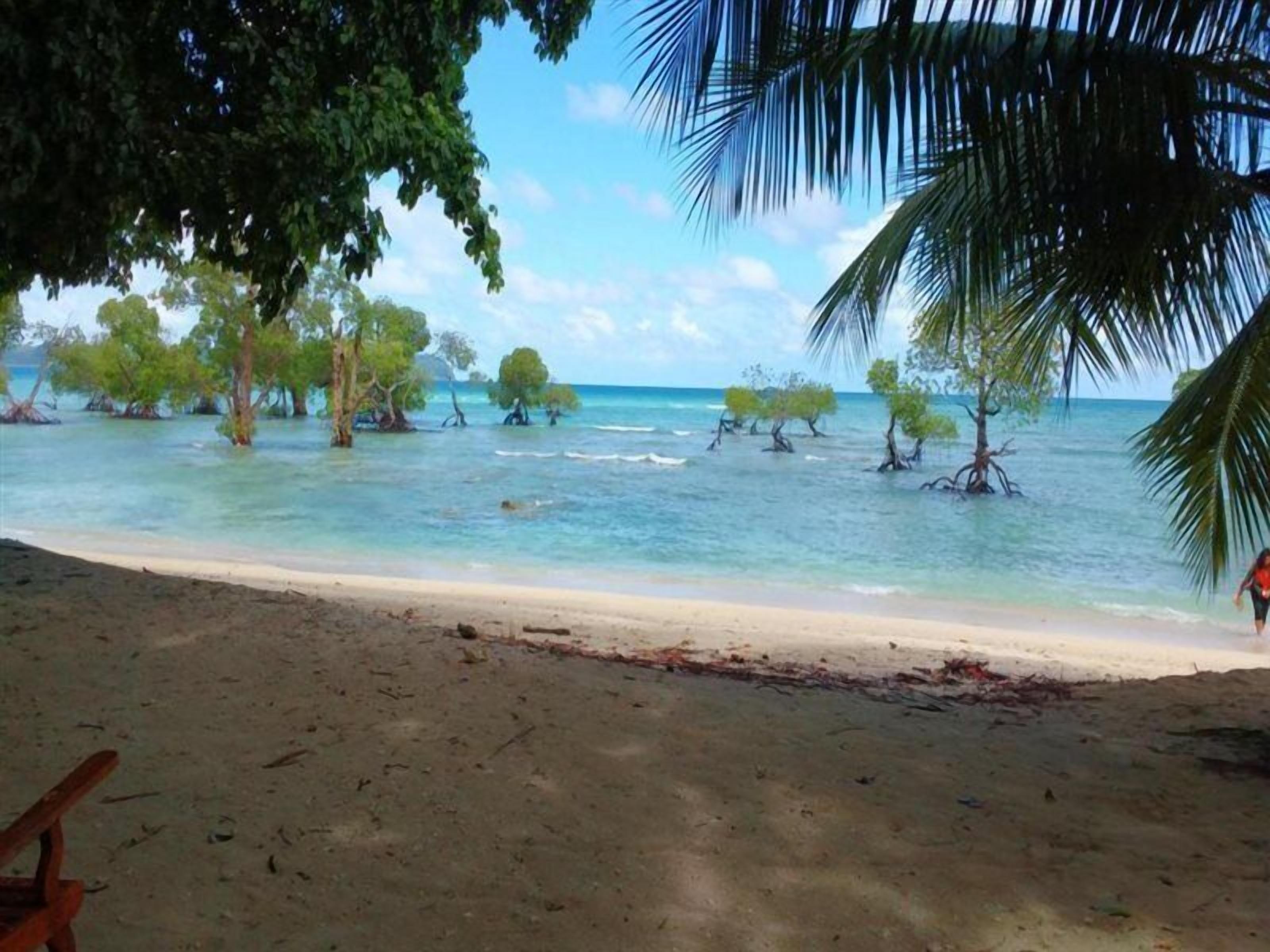 A beach with clear turquoise water, sandy shore, and trees with exposed roots.