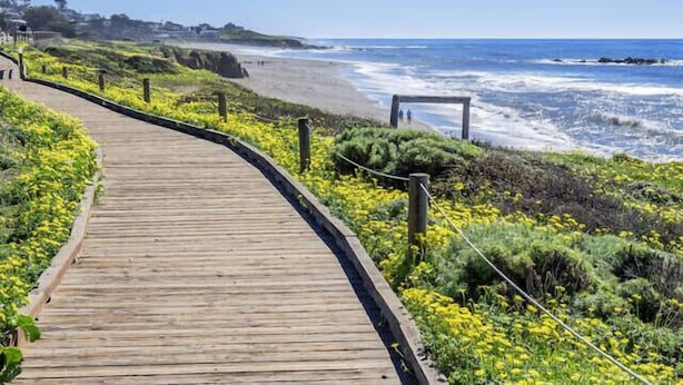 En träpromenad som leder till en strand med gula blommor och en klarblå himmel.