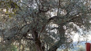 Ein großer Olivenbaum mit dicken, moosbewachsenen Wurzeln und dichtem Blätterwerk.