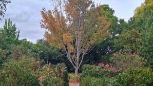 A gravel pathway flanked by dense shrubbery and a tree with autumn-colored leaves. - The Blush 1 - Style in the vines (Penwortham)