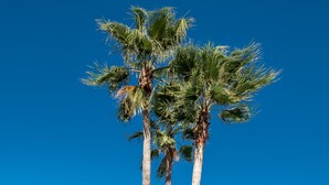 A poolside area with lounge chairs and tall palm trees against a clear blue sky.