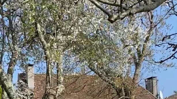 Ein rustikales Steinhaus mit Holztür und grünen Fensterläden, umgeben von einer grünen Rasenfläche und Bäumen.