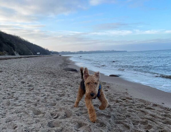 A dog on a sandy beach with a body of water and a distant shoreline.