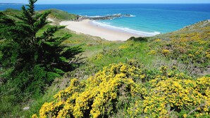 A coastal landscape with a beach, greenery, and yellow flowers.