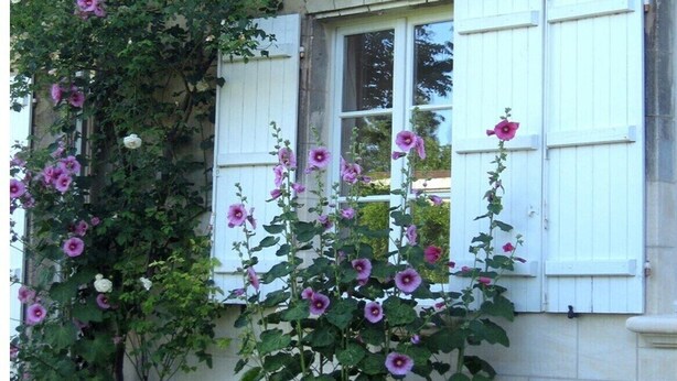 Un bâtiment avec des volets blancs et une plante grimpante aux fleurs blanches et violettes.