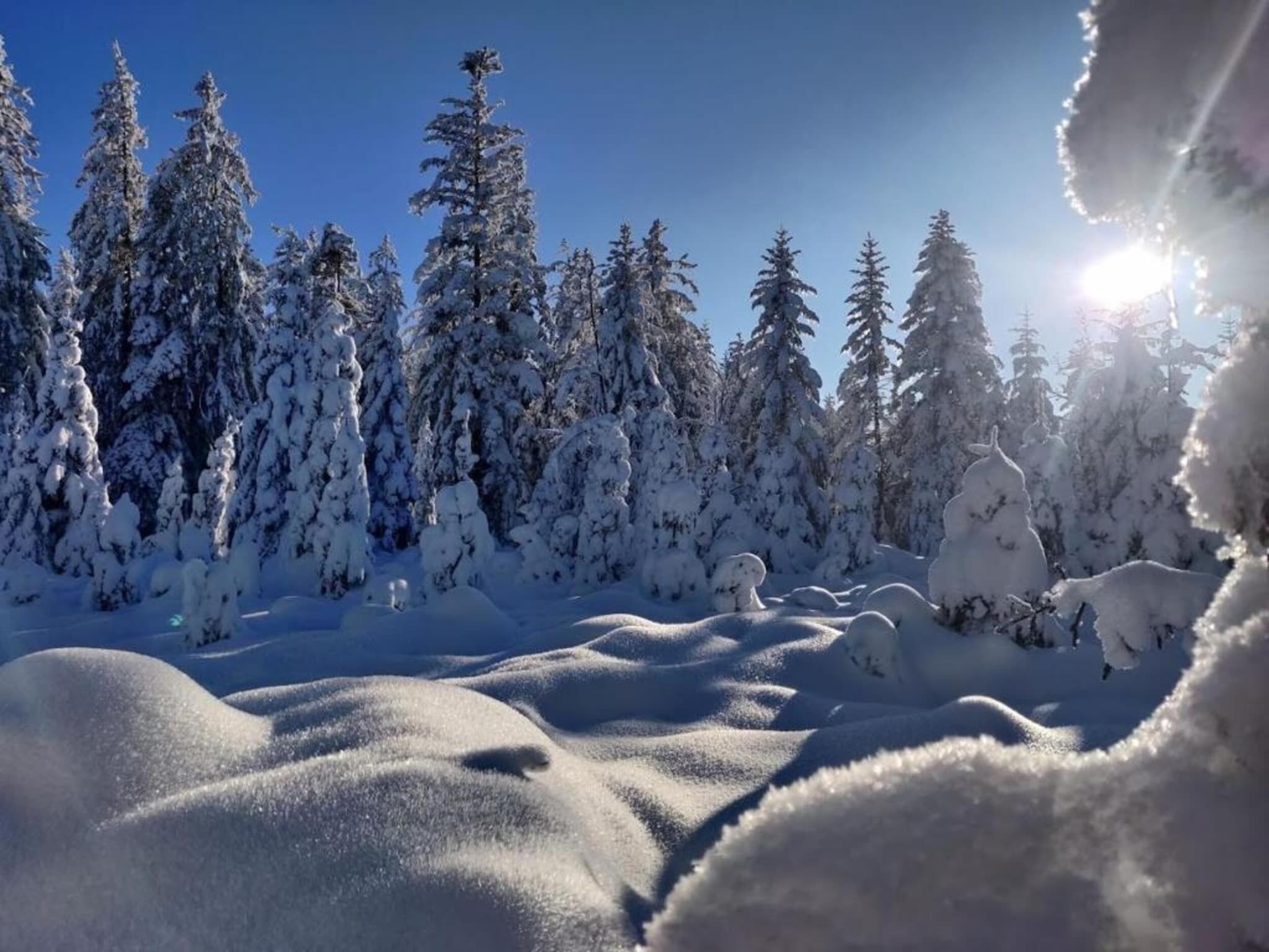 Un bosque nevado con densos árboles de hoja perenne y un cielo despejado.