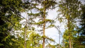 A wooden bridge in a forested area with gravel paths and wooden planters with plants. - #3 CABIN COUPLES KING BED HOTTUB BEACH (Ucluelet)