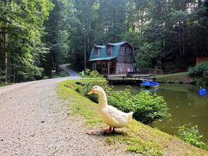 A duck on a gravel path beside a pond with a wooden structure in the background. - Secluded cabin perfect getaway for couples or ideal for small families! (Flat Rock)