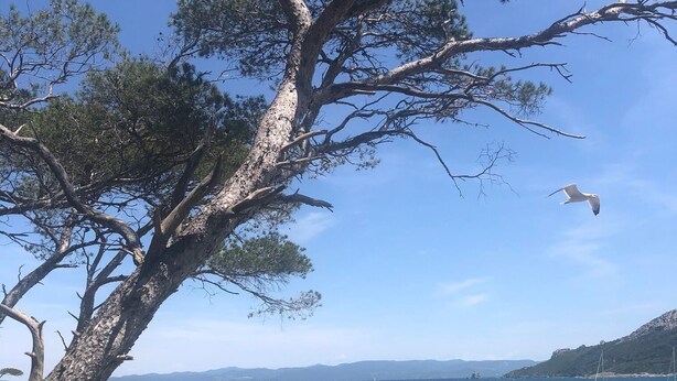 Eine Küstenlandschaft mit klarem türkisblauem Wasser, einer felsigen Küstenlinie und einem markanten Baum, dessen Äste sich über das Wasser erstrecken.