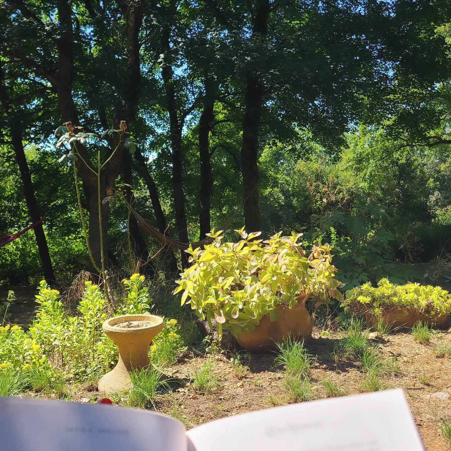 Een tuin met potplanten en een boek.