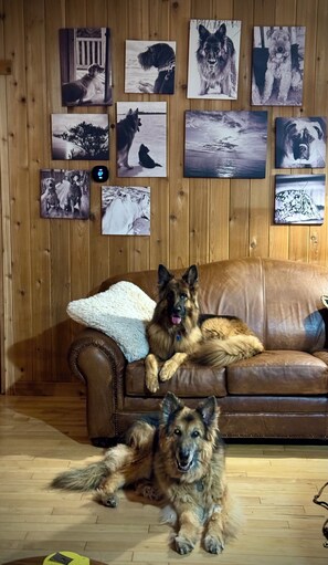 Ein Zimmer mit einer holzverkleideten Wand, einem braunen Ledersofa und einem Hund, der auf dem Boden liegt.