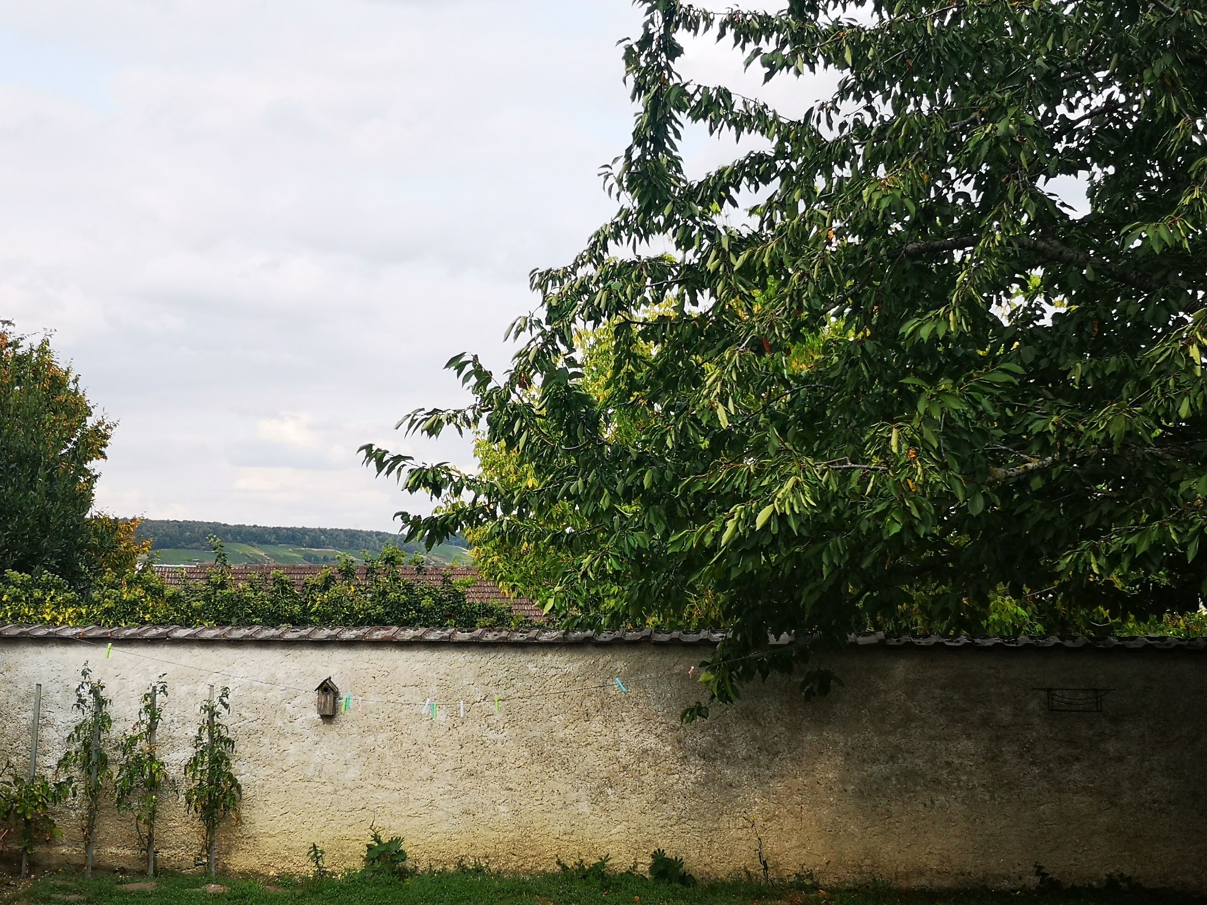 Aussicht auf eine ländliche Landschaft mit einer Mauer und Bäumen.