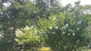 A garden with a wooden staircase leading to a wooden deck, surrounded by various plants and flowers. - Wellfleet Woodlands Escape - Privacy in the Pines! (Wellfleet)