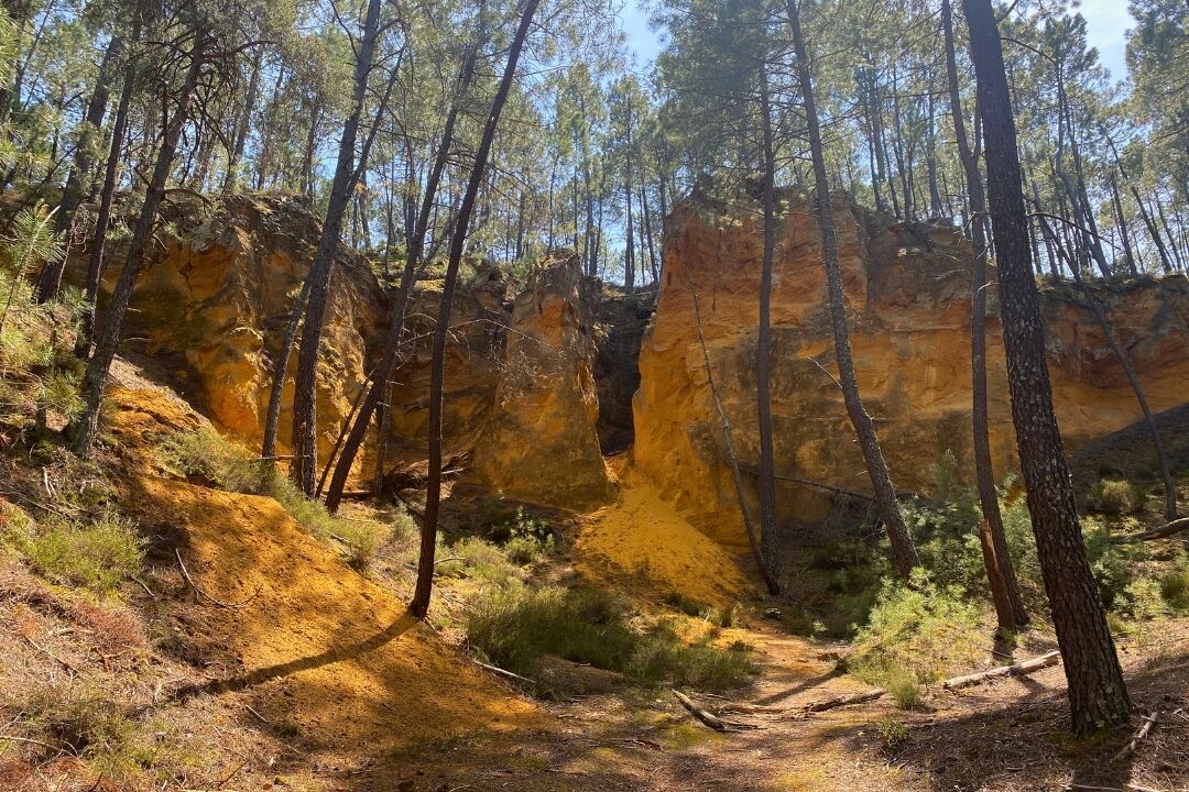 Zona boscosa con terreno pedregoso y árboles.