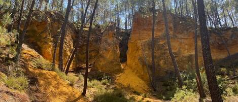 Zona boscosa con terreno pedregoso y árboles.