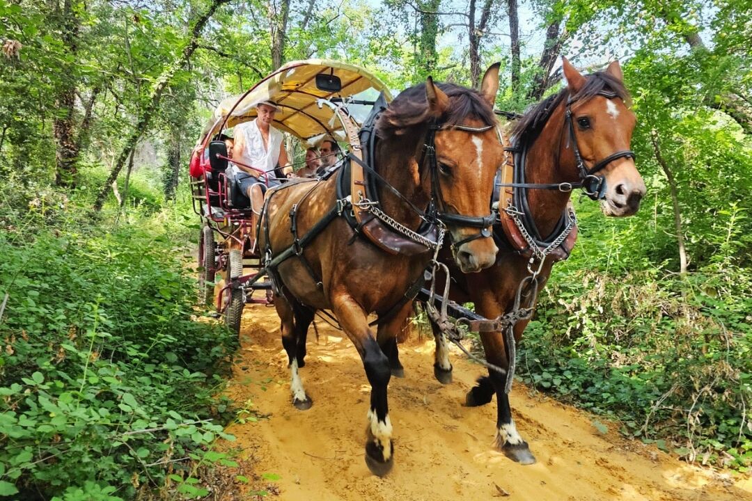 A horse-drawn carriage on a dirt path surrounded by greenery.