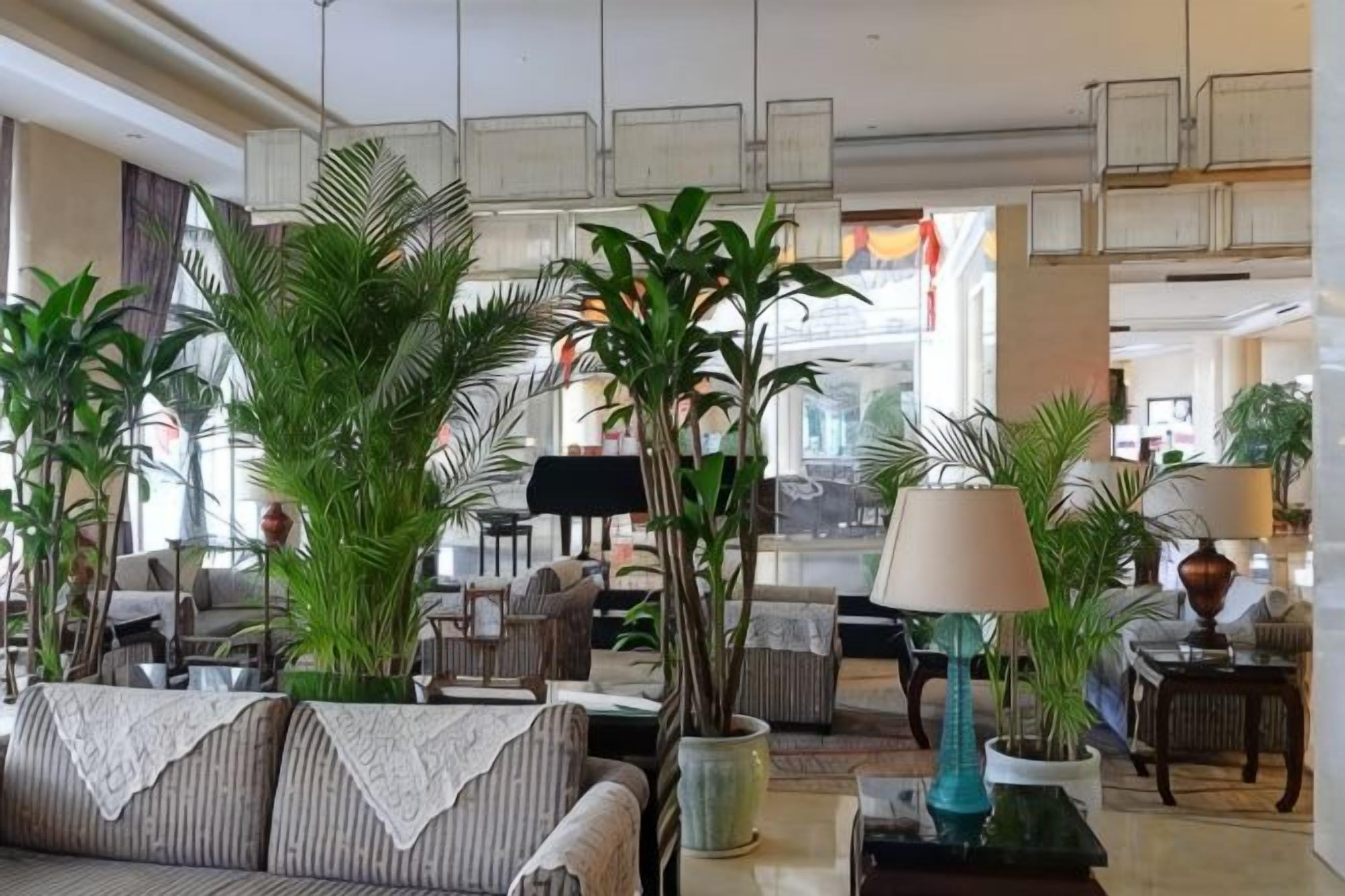 Un vestíbulo de hotel con un sofá, plantas en macetas y una lámpara.