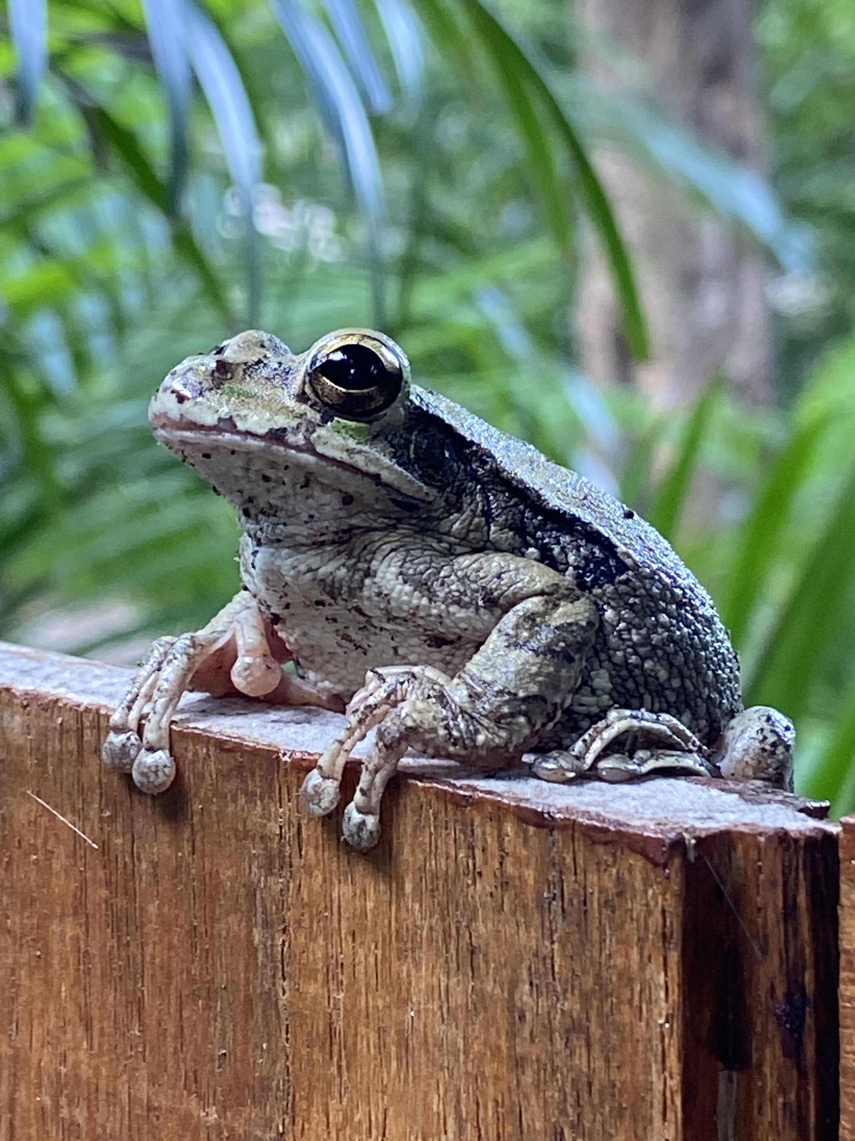 Une grenouille sur une surface en bois, avec un arrière-plan flou de couleur verte.