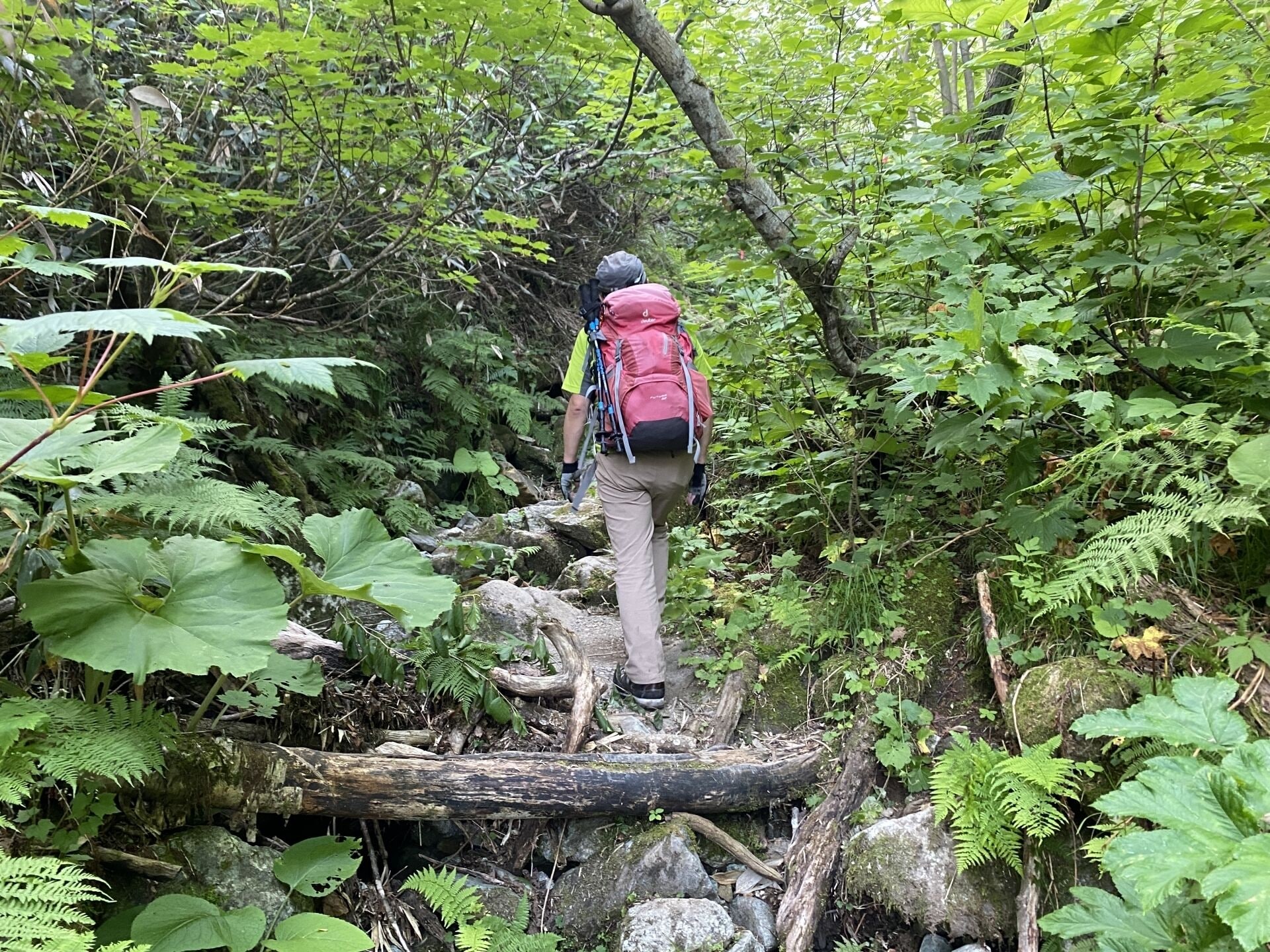 A hiker navigating a rocky path through dense forest.
