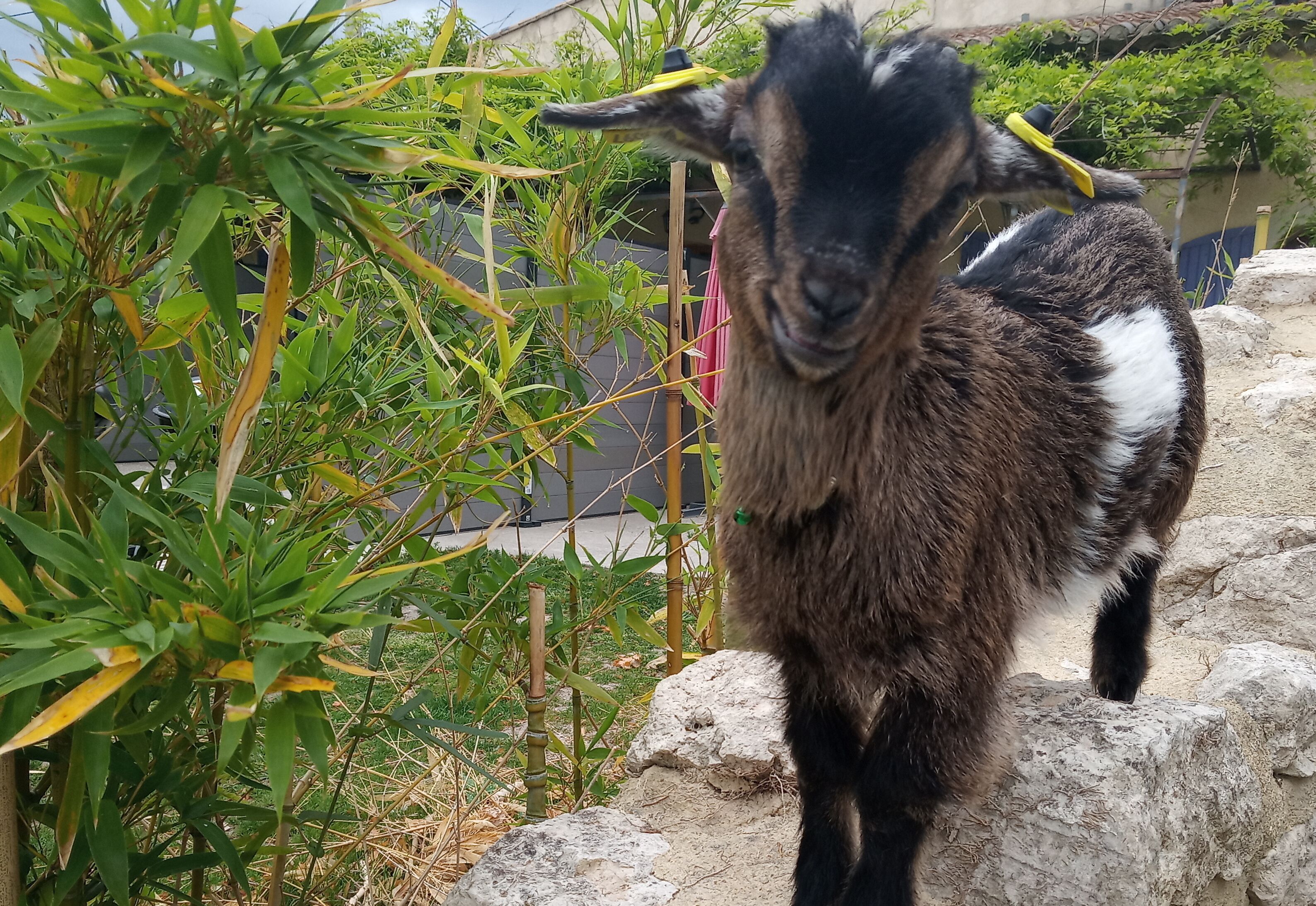 Una cabra amb un collaret groc dret en un jardí ple de plantes i pedres.