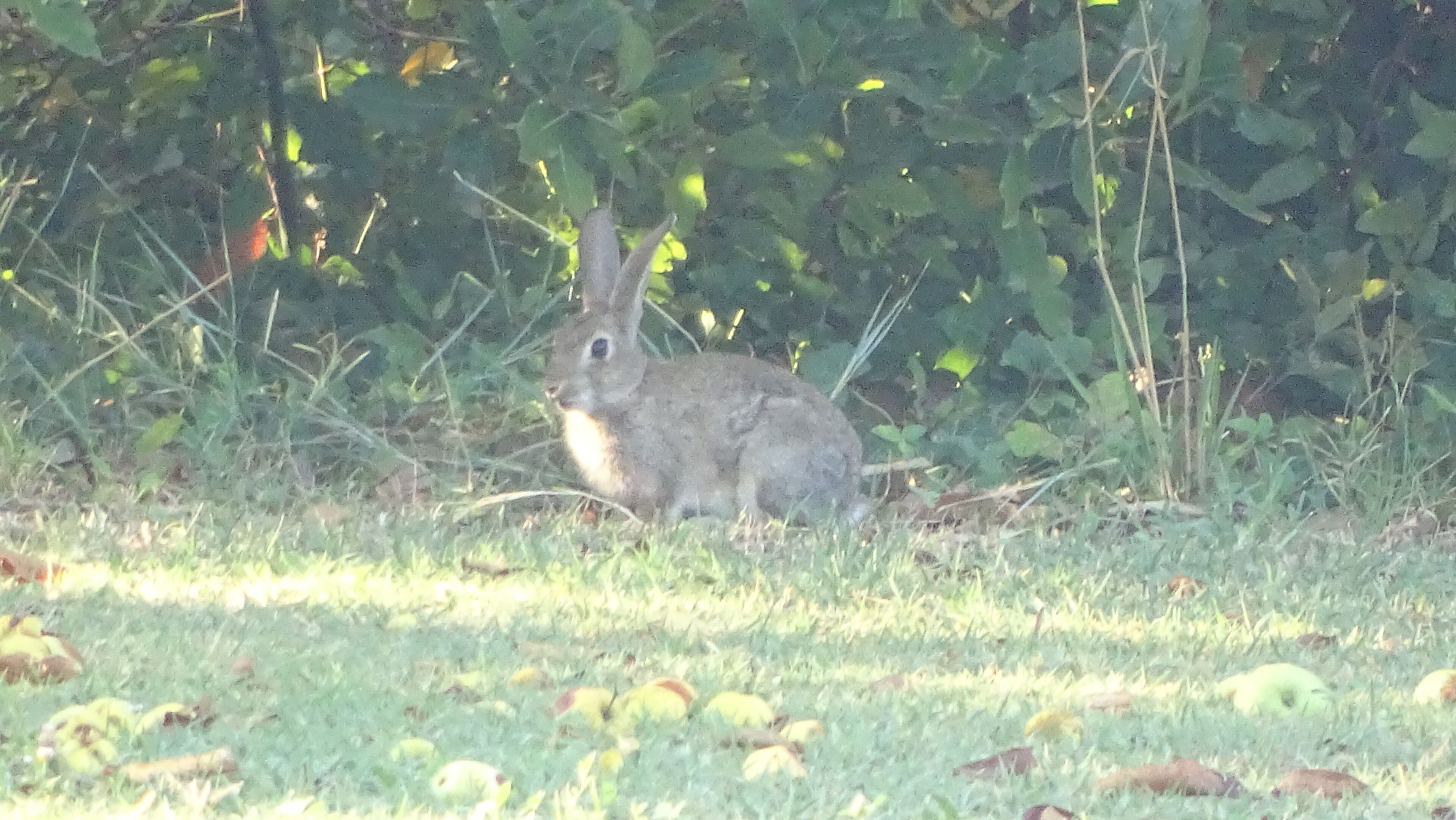 A rabbit in a grassy area with some fallen apples.