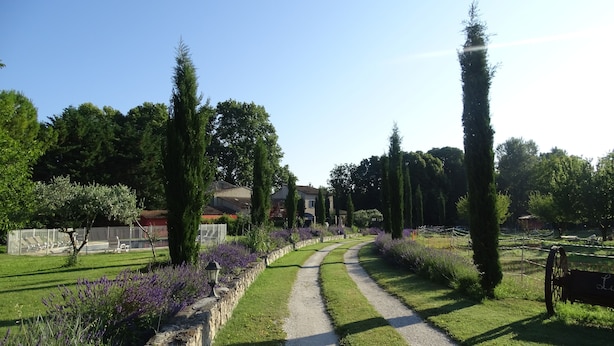 A garden with a gravel path, tall trees, and lavender bushes.