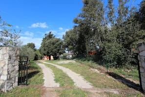 Stroll through a serene landscape along a pathway surrounded by lush greenery and dense foliage.