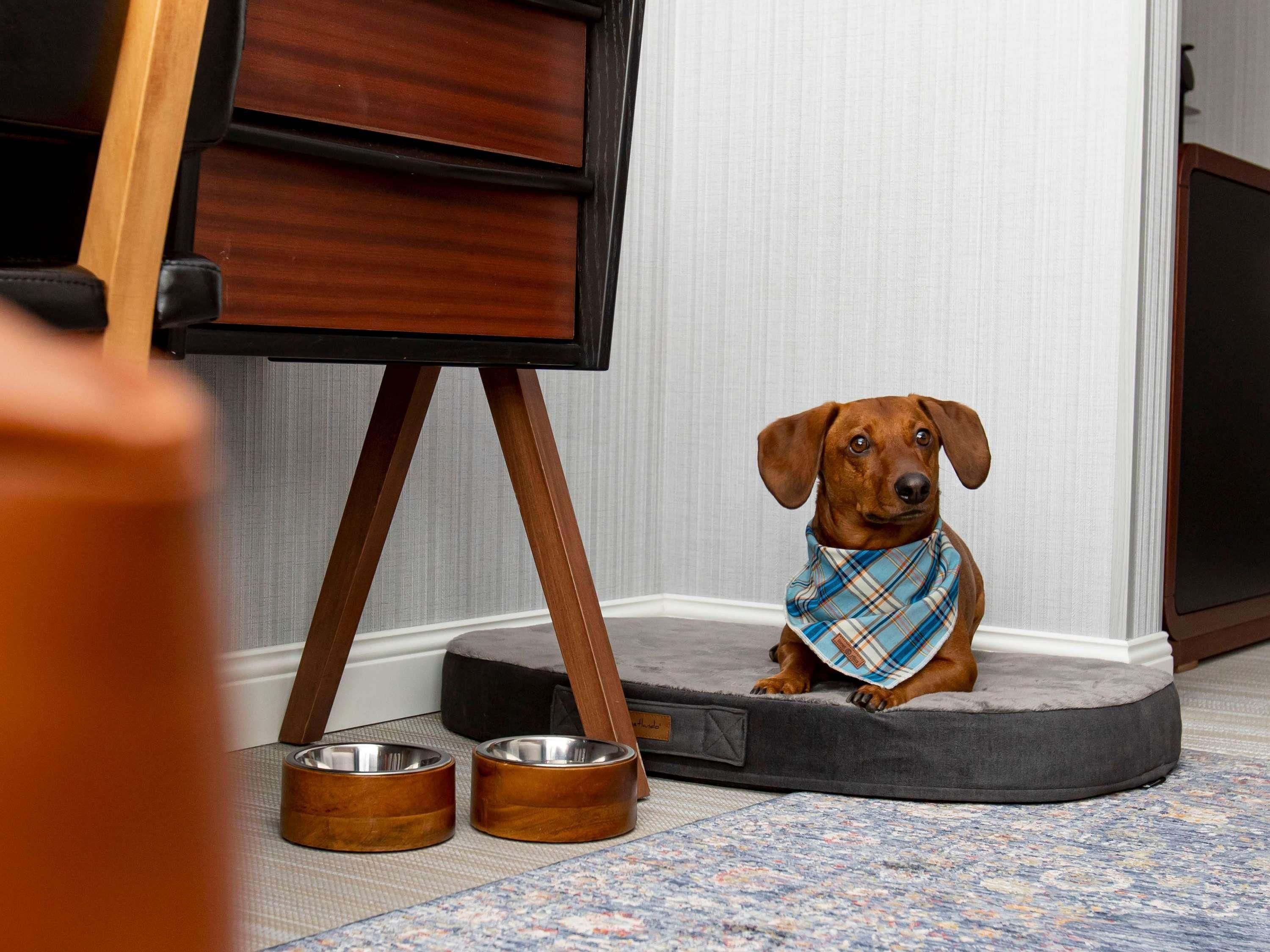 A dog sitting on a pet bed with two metal bowls in front.