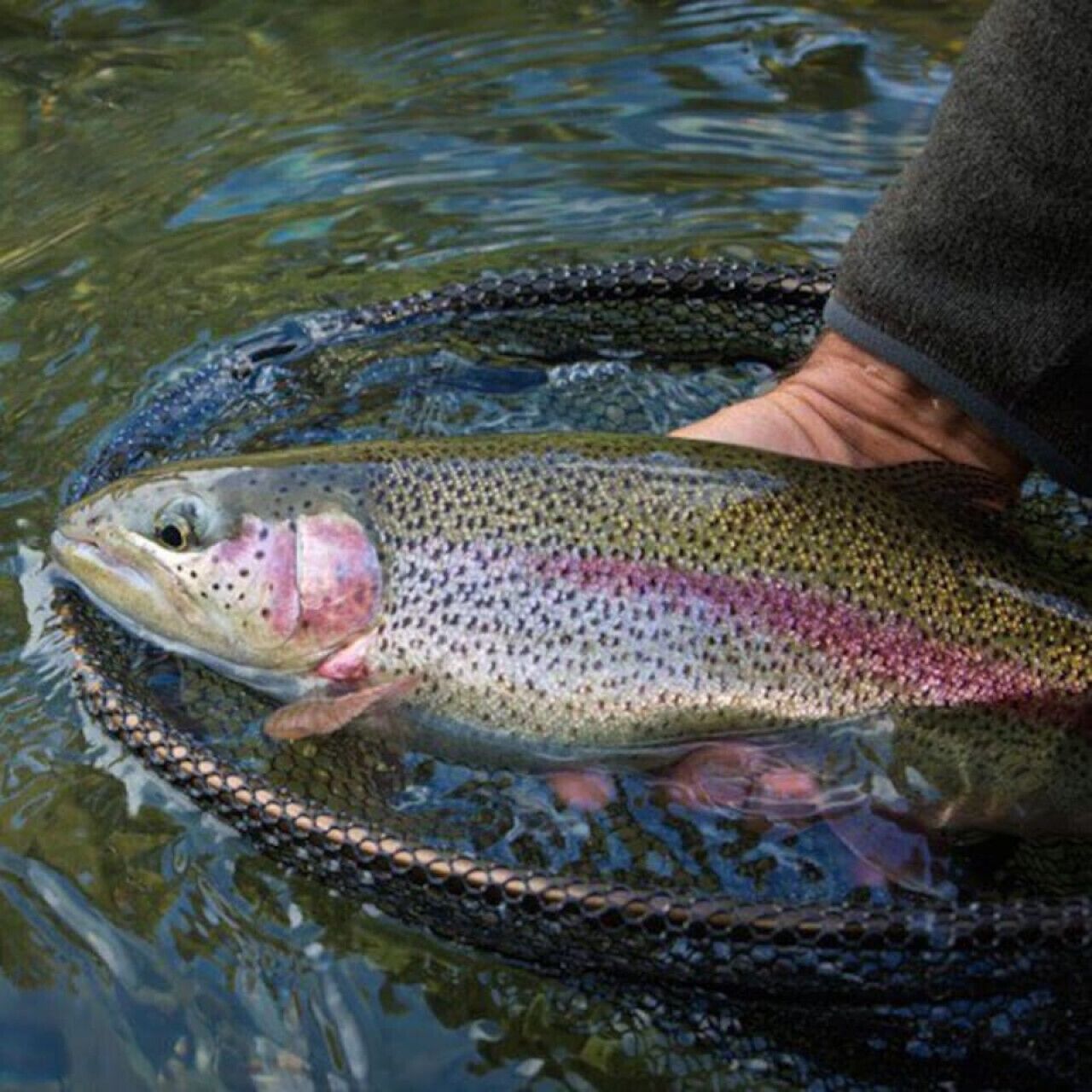 Eine Person hält einen Fisch in klarem Wasser.
