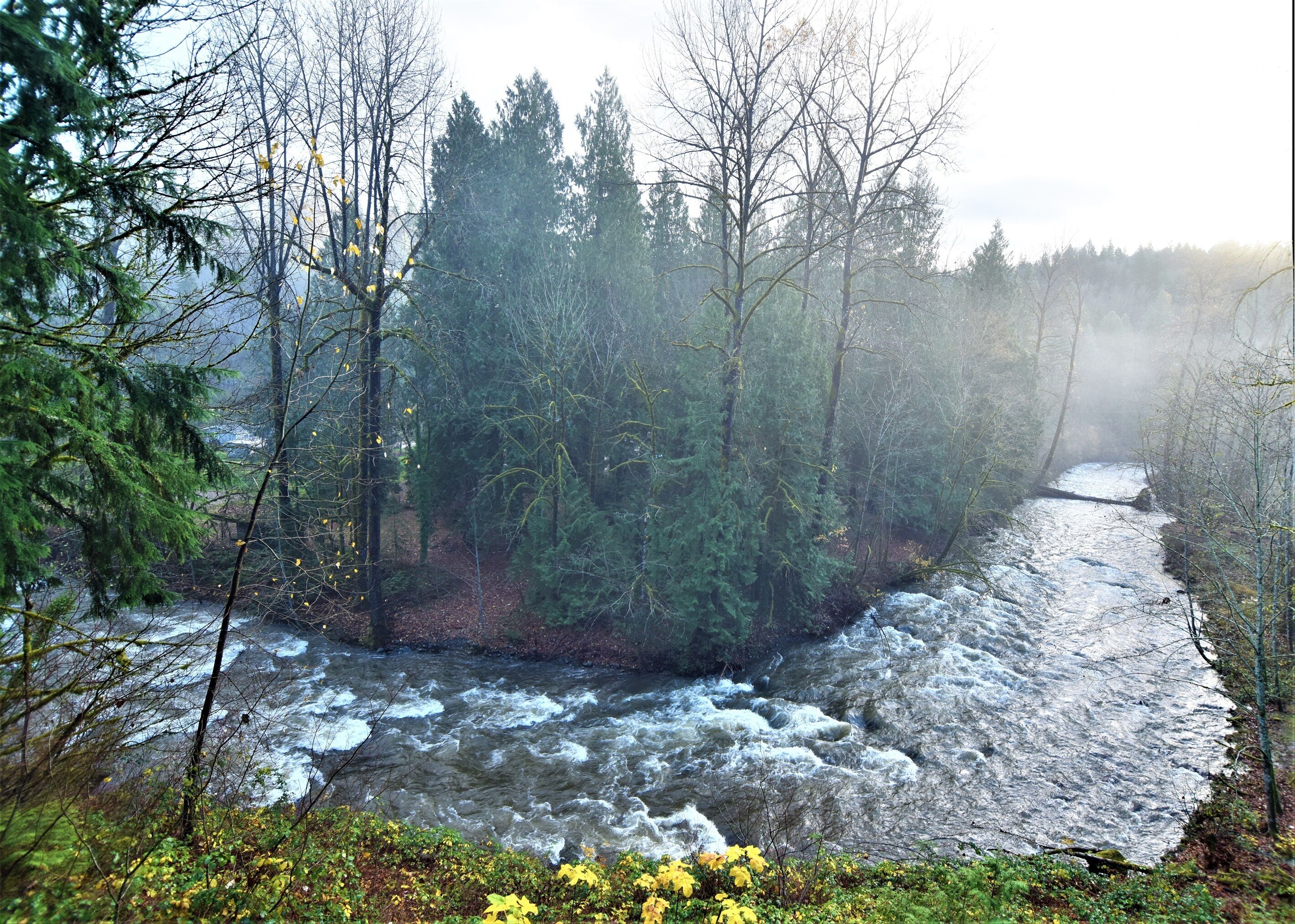A river flowing through a forest with dense trees and a misty atmosphere.
