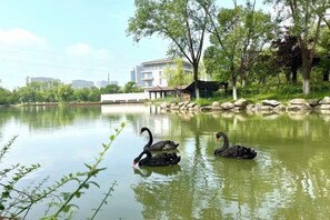 A serene lake with swans swimming, surrounded by greenery and a building in the background. - Dongtai Guest House (Dongtai)